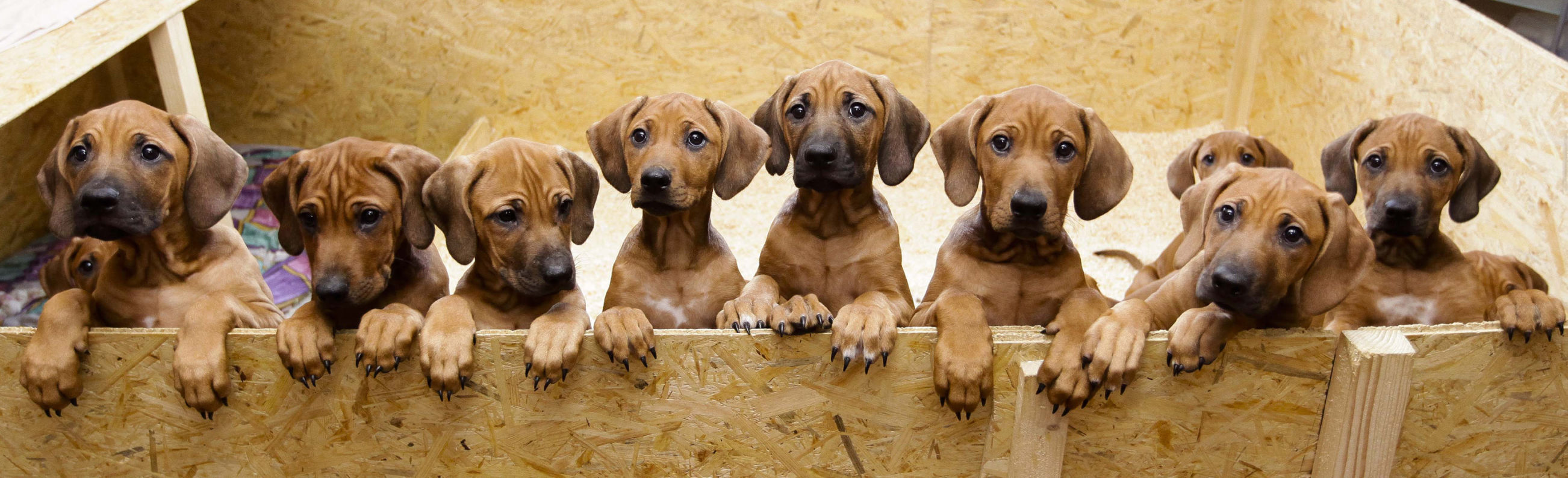 Germany Dogs Litter Of 17